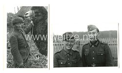 Wehrmacht Heer Fotos, Ausländische Freiwillige eines Kalmückenschwadron im Kalmückischen-Kavallerie-Korps (KKK) in der Kalmückensteppe