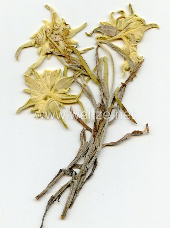 Edelweiss Blumen Bild 2