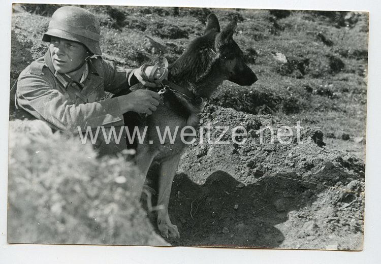 Wehrmacht Heer Pressefoto: Der Soldat und seine Meldehunde