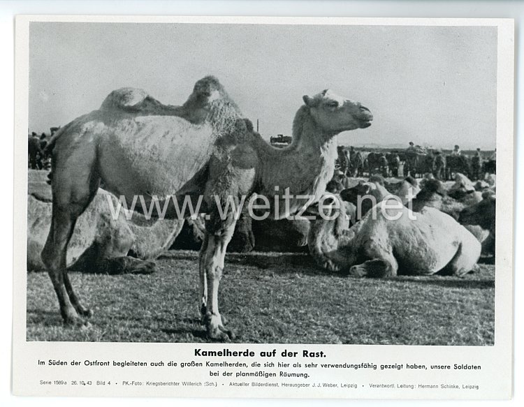 III. Reich - gedrucktes Pressefoto " Kamelherde auf der Rast " 26.10.1943